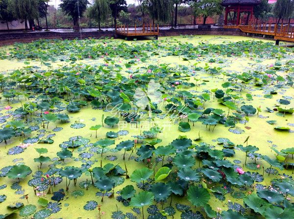 山生苑荷塘造景