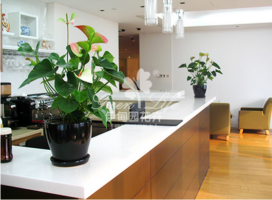 前臺花卉綠植租賃