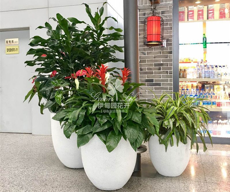 商場花卉綠植租賃