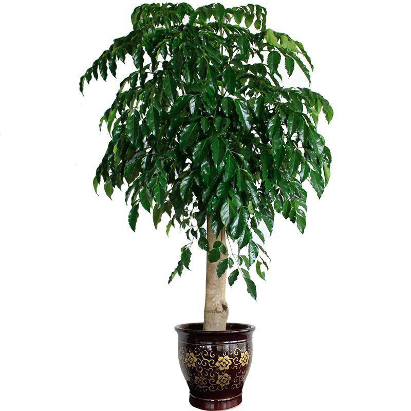 【植物租賃】幸福樹