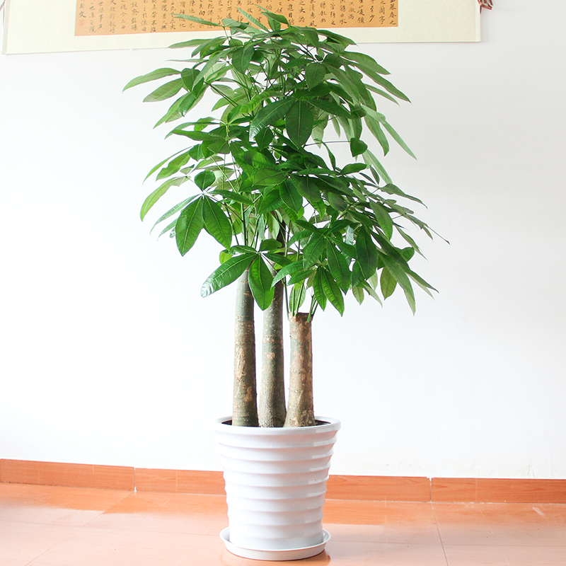 【植物租賃】步步高