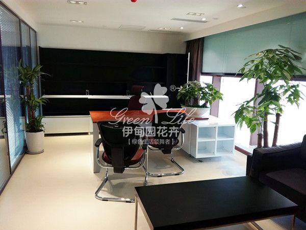 領(lǐng)導辦公室綠植物租賃