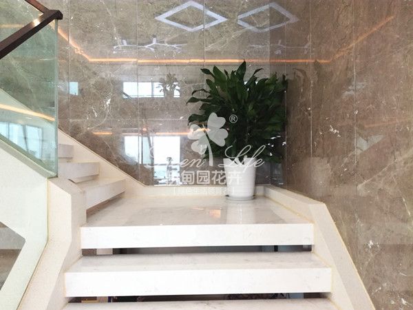 樓梯轉(zhuǎn)角植物租賃