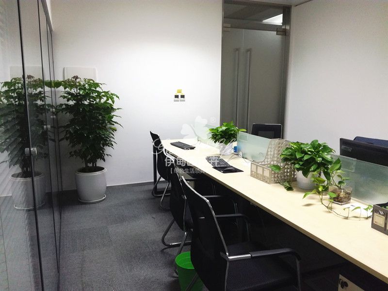 財務室綠植盆栽租賃