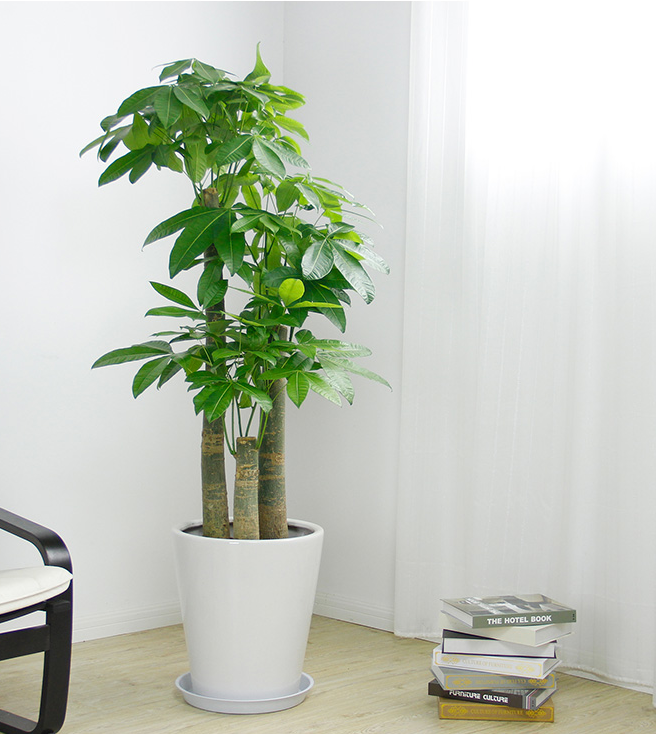 【綠植物租賃】發財樹