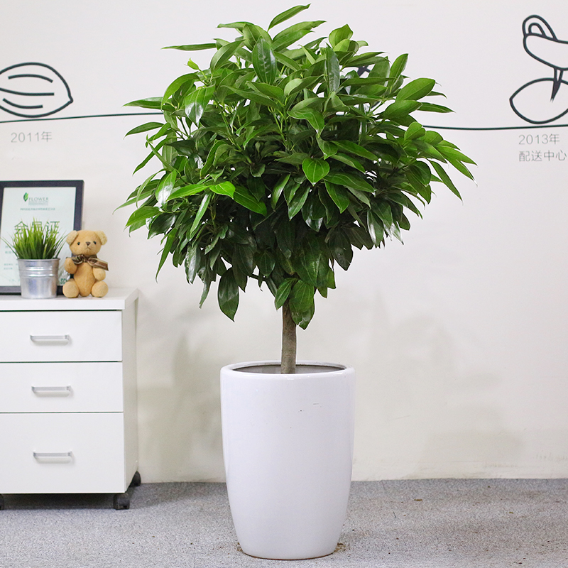 【盆栽租賃】平安樹(shù)