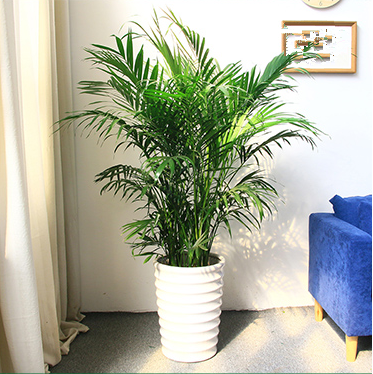 【綠植物租擺】國王椰子