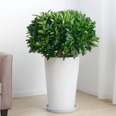 【綠植物租擺】非洲茉莉