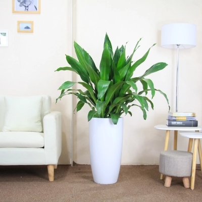 【盆栽租擺】也門鐵