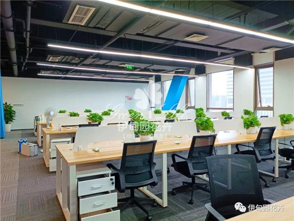 簡約風(fēng)綠植搭配