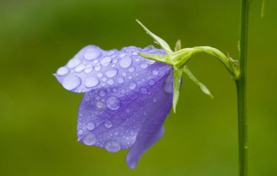 9大適合秋天種的植物