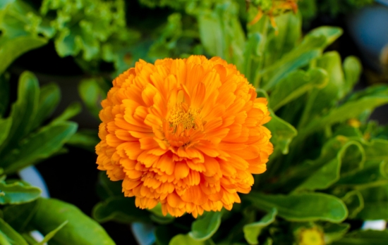 9大適合秋天種的植物