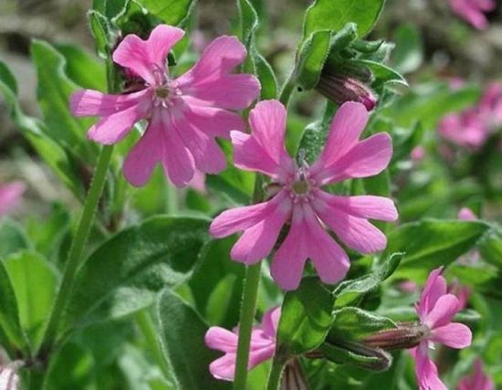 9大適合秋天種的植物