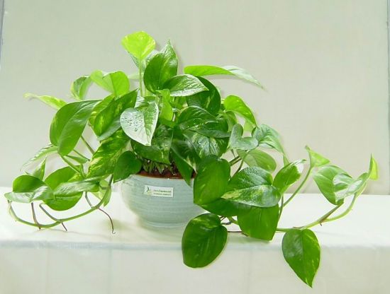 綠蘿葉子發黃怎么辦