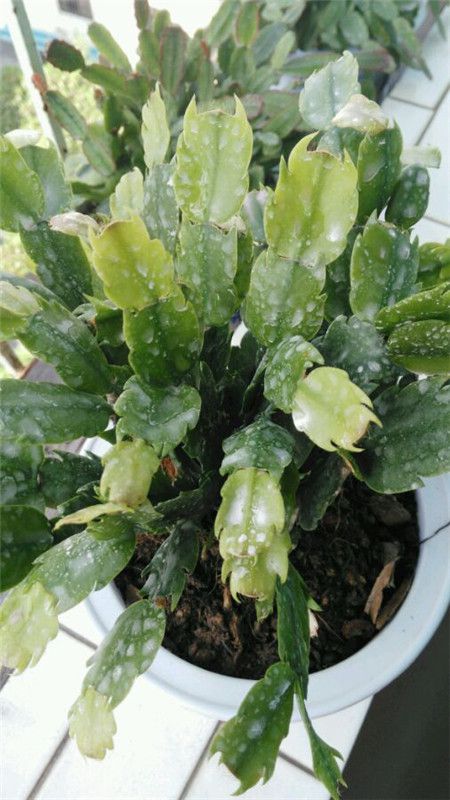 白瑪麗生病了怎么辦