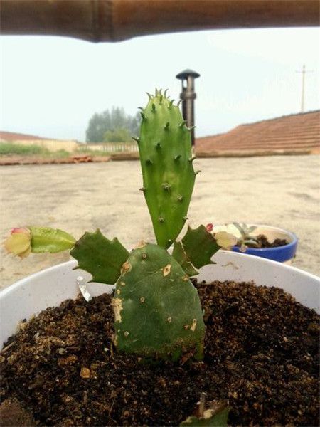 蟹爪蘭不長了怎么辦