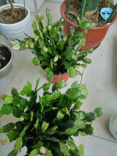 蟹爪蘭夏季休眠