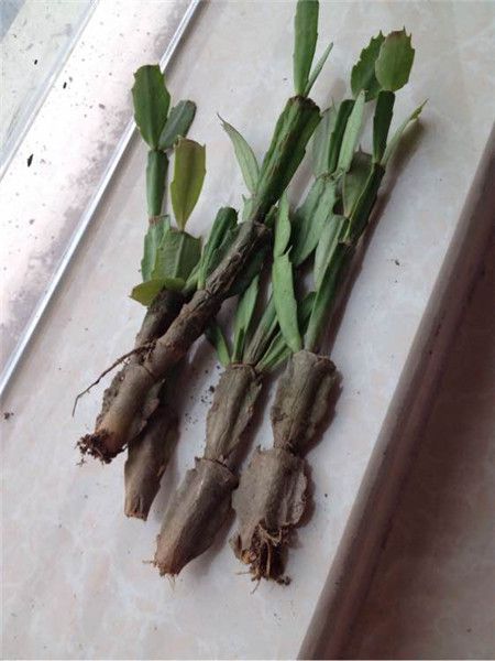 白露爛根,還有救嗎?