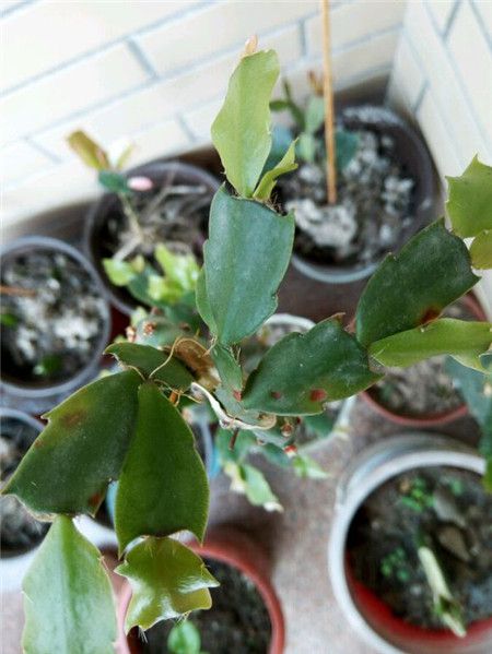 蟹爪蘭這是怎么了