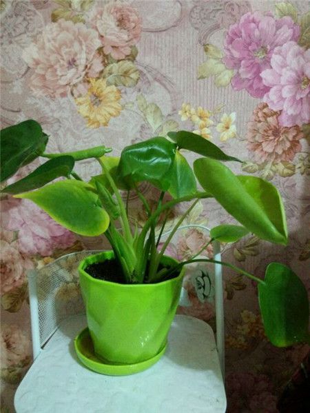 龜背竹葉子發黃