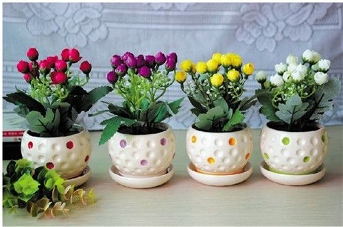 小清新的小盆景植物