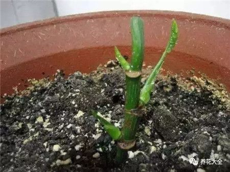 嫩嫩的芽點(diǎn)