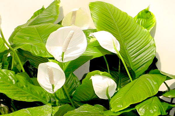 觀葉植物的室內(nèi)擺放考究