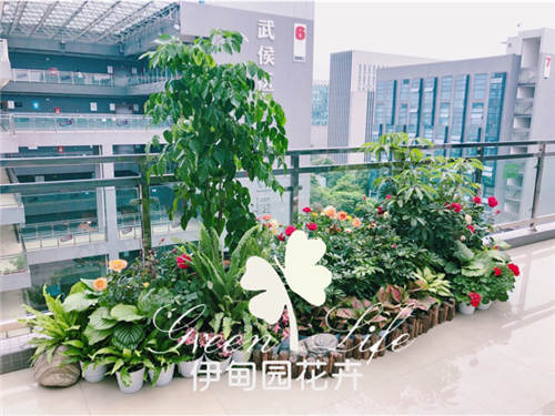 京東綠植花藝組景